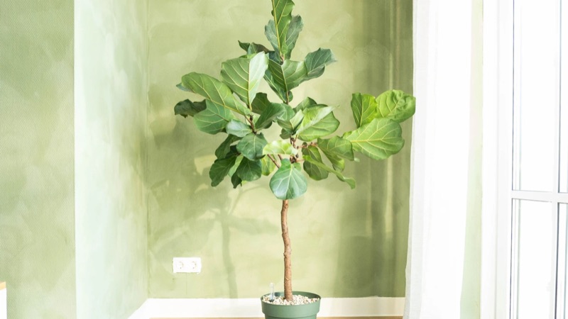 Stone Age Basebeton Paint, groene gepigmenteerde wand